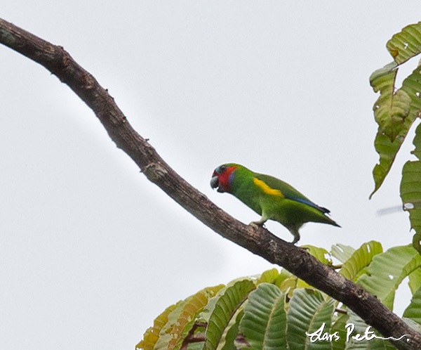 Double-eyed Fig Parrot